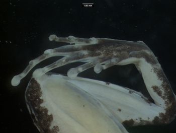 Media type: image;   Herpetology A-136757